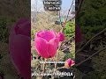 Магнолії розсадника Природа 1 квітня 2026 року