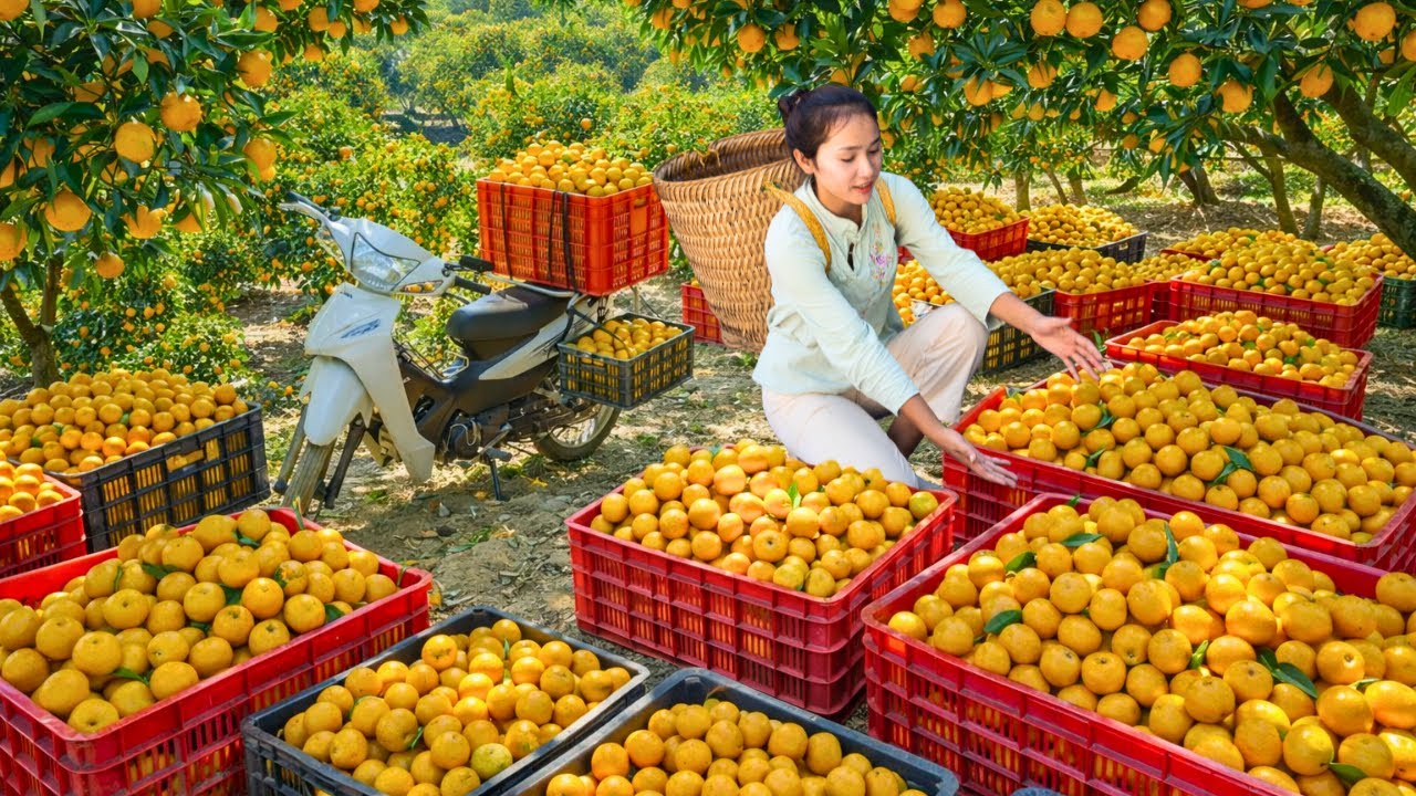 Harvested Over 500 kg Of Ripe Oranges And Sold Them All at The Market In Just One Day