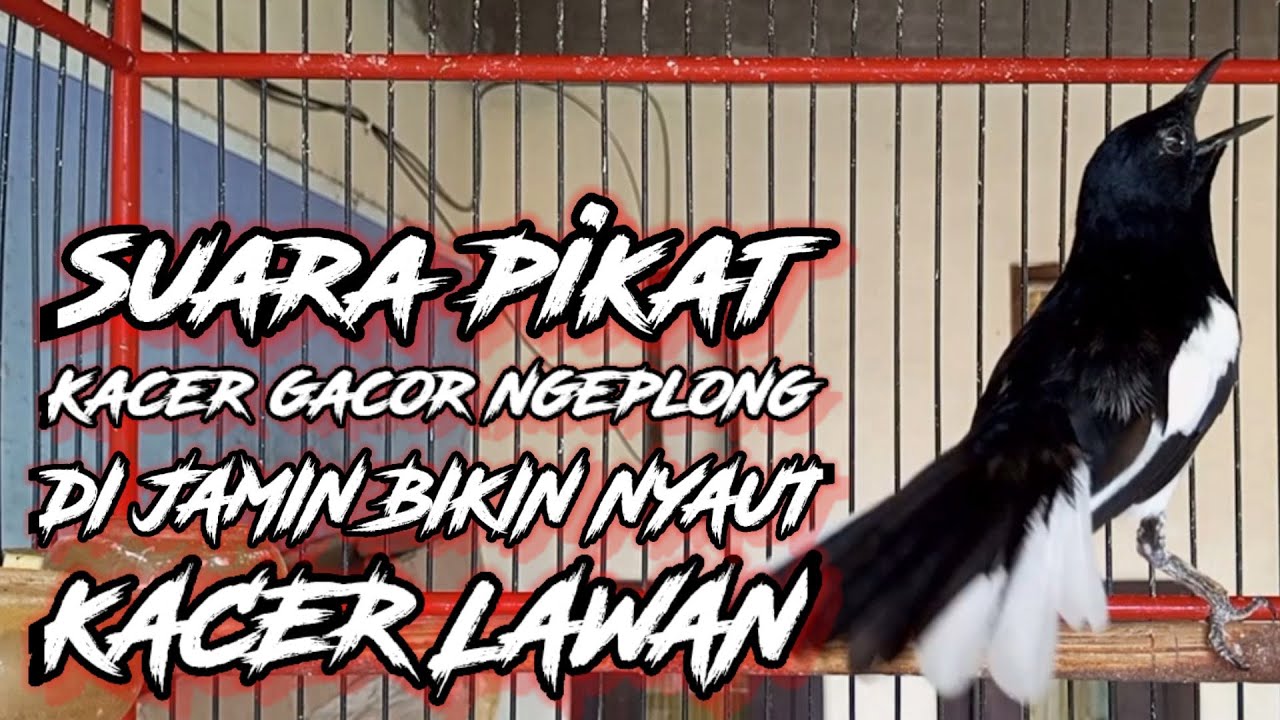 TERAPI MALAM SUARA BURUNG KACER MEMANCING BAHAN LANGSUNG NYAUT ON GACOR BUKA EKOR!