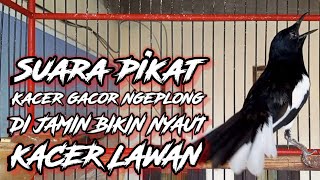 Download Lagu TERAPI MALAM SUARA BURUNG KACER MEMANCING BAHAN LANGSUNG NYAUT ON GACOR BUKA EKOR! MP3