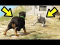 GTA 5 - Chop vs. Mountain Lion! (Who Survives?)