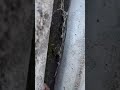 Is this the fate of all caulking?