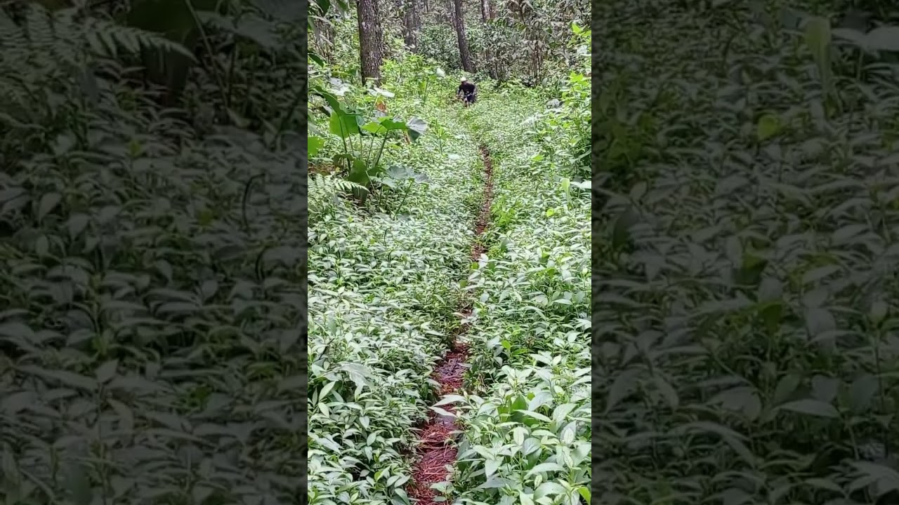 Pamak try a new route in the middle of the forest(on Indonesia)