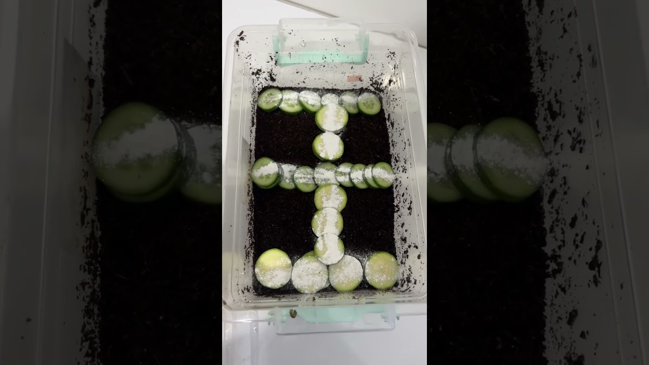 Hemen bi sonraki videodaaa !! #video #healthy #vegetables #calculator #salata #toprak #salyangoz