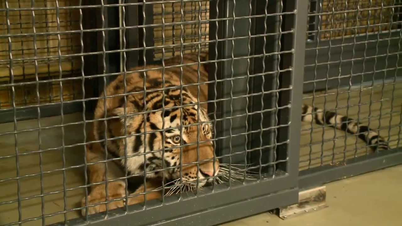 Tigra prvič pred kamerami