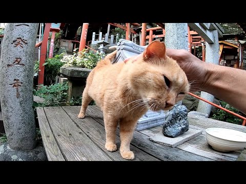 神社に住みついた野良猫をナデナデするとゴロゴロ喉を鳴らして喜んだ