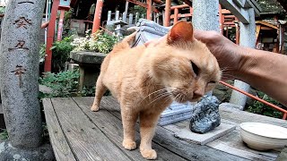 神社に住みついた野良猫をナデナデするとゴロゴロ喉を鳴らして喜んだ