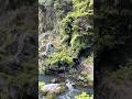 まるで蟲師の世界　奥多摩　大自然🌲🌿