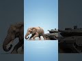 Which Animal Has The Potential To Pull A Modern Battle Tank 🐋 #facts #animals #shortsfeed #animal