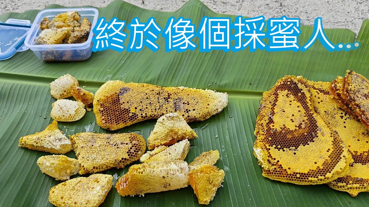 石洞蜜蜂窩-跟著阿浦開箱真實的野蜜吧
