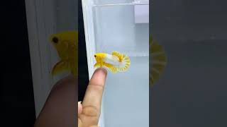Cantiknya Cupang ini. #video #videoshort #fish #aquarium #lovedfish #cupang #laga #ikanhias