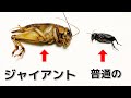 タイの化け物コオロギ、ジャイアントコオロギを腹ペコのトカゲ達に食わせまくる