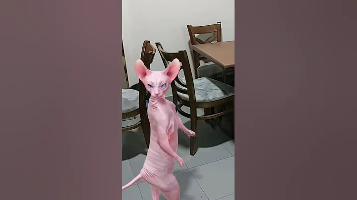 Watch the video about #crazily #cat #lol #funny #sphynx #explore