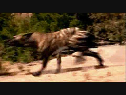 a hyaenodon tribute youtube hyaenodon size