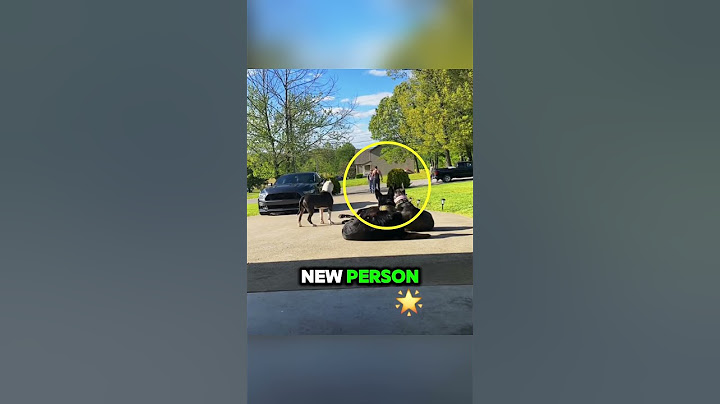 Loyal Dogs Protect Daughter