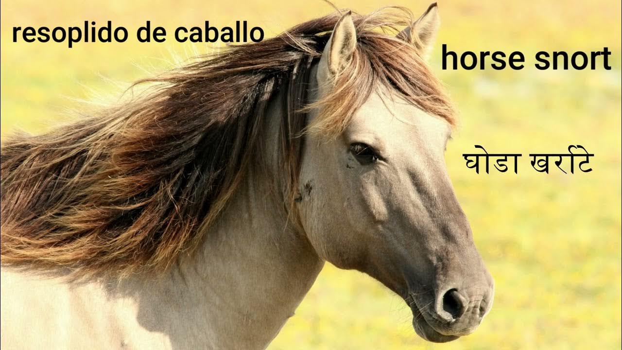 horse snort Sound Effect YouTube