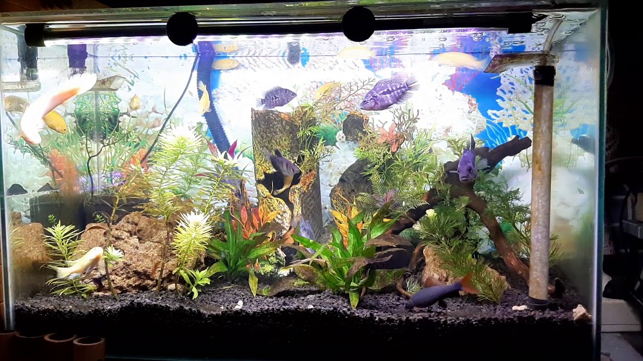 Ikan hias mati di makan ikan predator!!!Update tank,jadi isinya