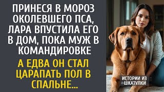 видео: Пожалев околевшего пса, Лара впустила его в дом пока муж в командировке… А едва он стал царапать пол картинка: Пожалев околевшего пса, Лара впустила его в дом пока муж в командировке… А едва он стал царапать пол