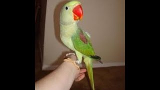 The best alexandrine parrot talking video in world.