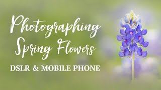 Photographing Texas Bluebonnets | DSLR Macro Lens &amp; Olloclip Mobile Phone Macro