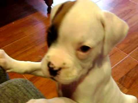 Lur Boxer Blanco 1 Mes Y Medio Youtube