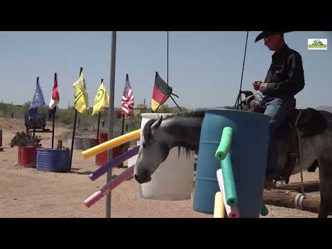 Nabucco's King Of The Road M.R. Stallion at Miller-Ranch, AZ