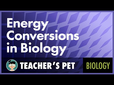 Energy Conversions in Biology Instructional Video Energy Conversions in Biology Instructional Video