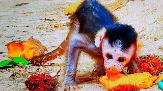 OMG...!The mother does not have enough milk to give the baby...! MMO Monkey