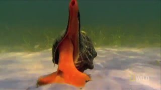 [YTP] A Giant Horse ...