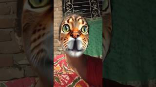 Kucing Minta Susu