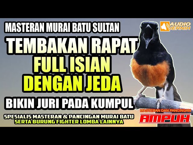 MASTERAN MURAI BATU FIGHTER LOMBA | TEMBAKAN RAPAT FULL ISIAN DENGAN JEDA | masteran murai batu class=