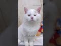 bruschimichis😺