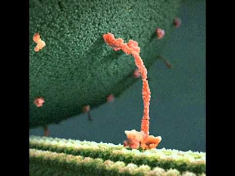 Molecule happiness Molecule of Happiness - YouTube