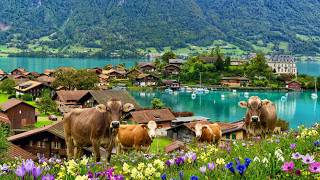 🌧️🇨🇭 Iseltwald After the Rain in 4K ✨  Most Beautiful Swiss Village on Lake Brienz 🌿🏔️