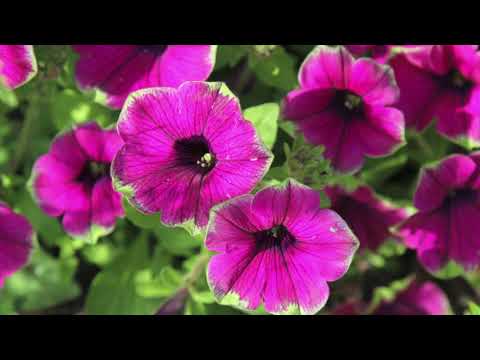 Pollinator Garden