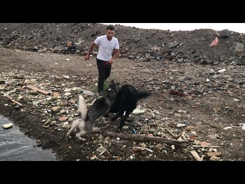 Sibirya Kurdu Ve Siyah Alman Kurdu Birbirine Girdi !! Zor Ayırdık.