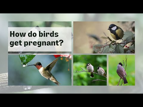 [How do bird get pregnant] || Do birds get pregnant? || how love birds get pregnant