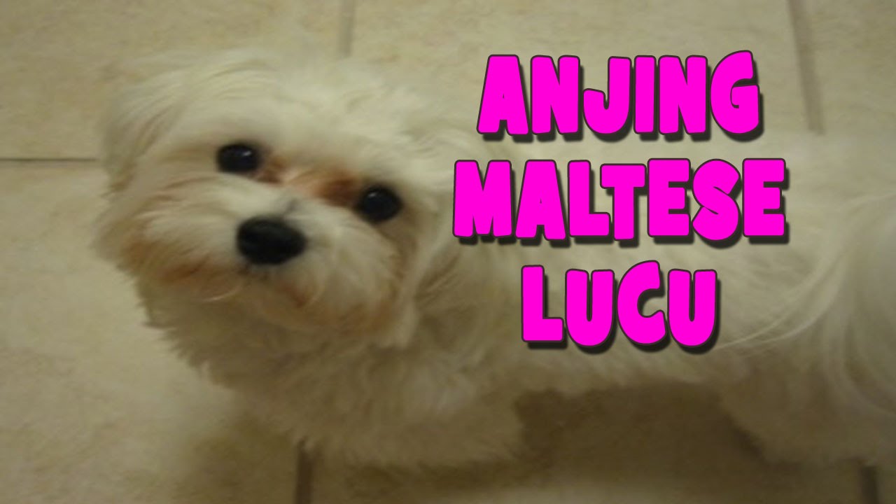 Anjing ShiH Tzu Ngerjain Anjing Maltese A Tribute To My Dog Kimmy