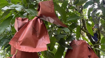 Đội bao xoài chu , Cát hòa lộc, Đài Loan thành Phố Cao Lãnh