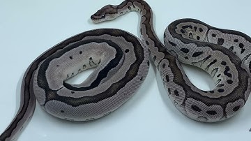 AXANTHIC CLOWN BALL PYTHON #THEKUNDALINISERPENT