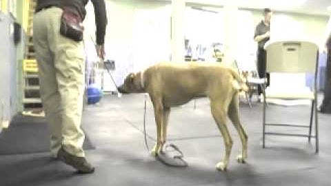 Solid ScentWork Class