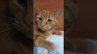 Рыжик #cat #юмор #рыжик #рыжийкот #юмореска #котик