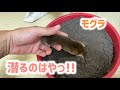 はやっ！遂に本気を出したモグラ 【穴掘り】