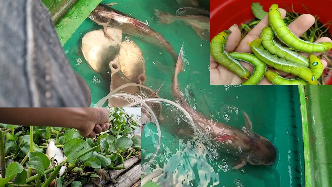 Câu cá ba sa, vồ đém bằng sâu sứ cá ăn liên tục