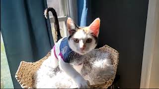 2024-03-31 Micro: Holiday purrs and Skylight explores! by Kitten Academy 9,308 views 3 weeks ago 12 minutes, 26 seconds