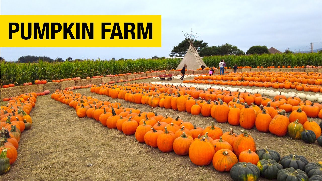 Farmer John's Pumpkin Farm in Half Moon Bay - escueladeparteras