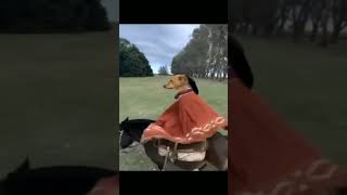 Dog Riding Meme Template ( Download Link in Comments)