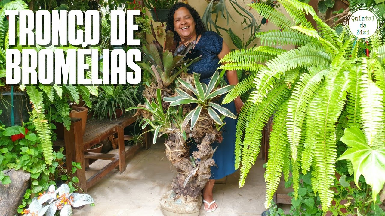 Tronco de Bromélias: Achei um tronco na rua e coloquei minhas Bromélias | ideias e dicas de cultivo