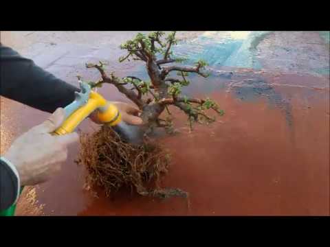 Vídeo: Puc trasplantar un roure?