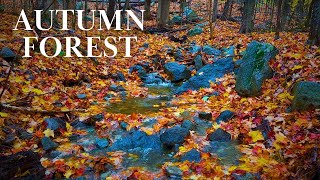 Autumn Water Stream: Forest Ambiance with Singing Birds for Relaxation